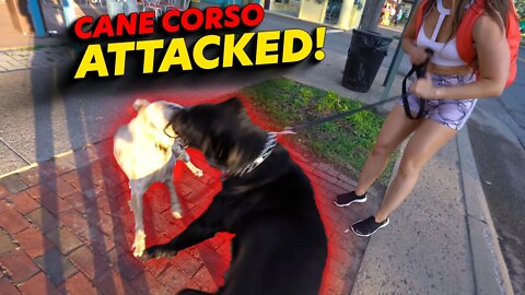 Cane Corso Attack!
