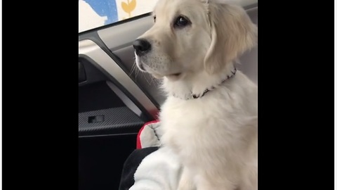 Moving Windshield Wipers Put Confused Puppy Into Hypnotic Trance