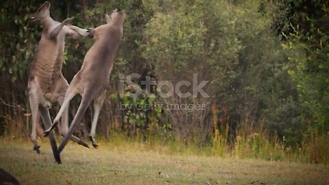 Love with kangaroo