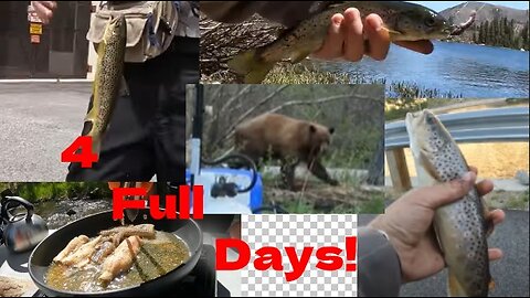 Camping + Fishing 4 Days BEAR ENCOUNTER (CATCH n COOK)