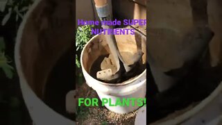 Low cost SUPER Nutrients for plants DIY 15 minutes