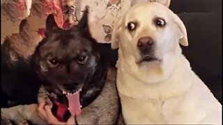 New Funny Animals 😂 Funniest Cats and Dogs Videos 😺🐶 Part 38