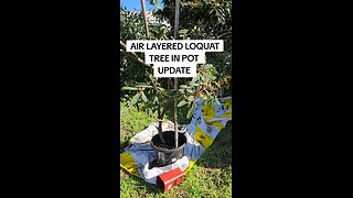 air layered loquat tree update