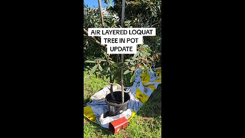 air layered loquat tree update