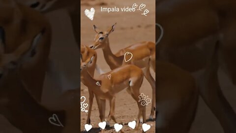 Impala video,#shorts,#impala,#animal,#impalaanimal,#impalashorts,#animallover,#viral,#impalagroups