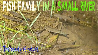 Family of fish in a small stream / fish in clear water.