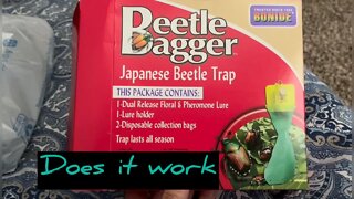 Beetle bags do they work #BeetleBagger how to kill beetles