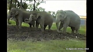 DANCING ELEPHANTS