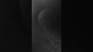 Horses in night vision