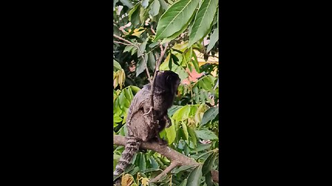 Sagui from Brazil do you know?