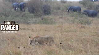 Lions And Elephants In The Rain | Maasai Mara Safari | Zebra Plains