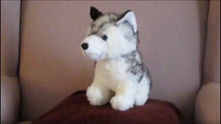 Animate a Plush Husky with a Servo and Arduino Code!