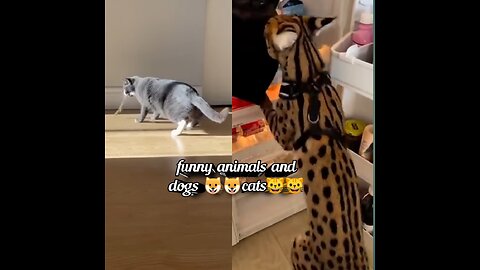Funny video and dogs🐶🐶 cat's 🙀🙀🙀funny short
