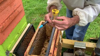 May 13-14, '20 Another swarm! 2 Queens, 2 marking methods. Can we bank a queen like this? HONEY BEES