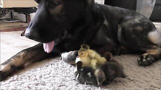 Ducklings introduced to German Shepherd best friend