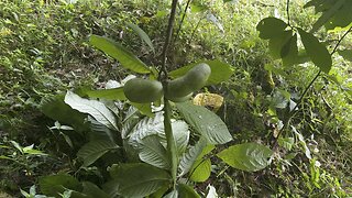 Paw Paw Fruit &Trees 🦌 #ChamberlinFamilyFarms #PawPaw #trees #fruits