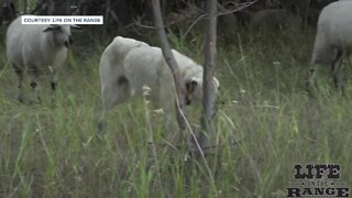 2 wolves kill 143 sheep near Shaw Mountain outside of Boise