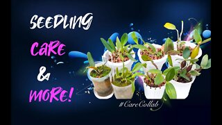 Seedlings | Care without the Frills | How I do it | Troubleshooting | Keeping the Faith #CareCollab