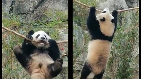 Panda rolling on a rope like a ball