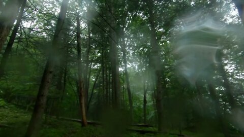 Forest Rain Storm & Bird sounds