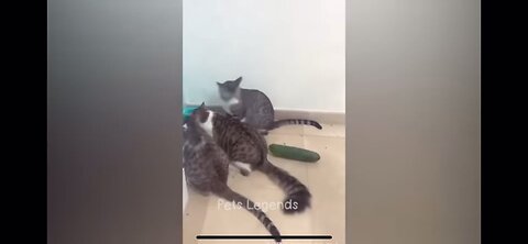 Cute cat videos