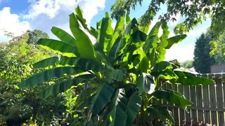 The Worlds Most Cold Hardy Banana Tree!