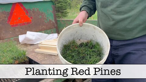 Episode 30 - Planting Some Red Pines and Property Plans Update