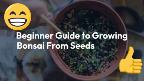 Beginner Guide to Growing Bonsai From Seeds 👍😃😳