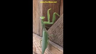 Praying Mantis Is Dancing