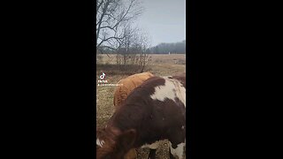 Happy cows and calves.