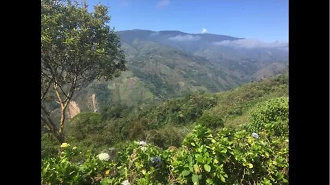 Venezuela Santa Cruz Farm Coffee Live Stream Jan 30, 2020