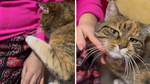 Cat Adorably Demands More Pets From Human