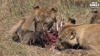Lion Pride With A Gnu Taken From Hyenas | Maasai Mara Safari | Zebra Plains