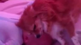 Dog loves to cuddle with newborn baby