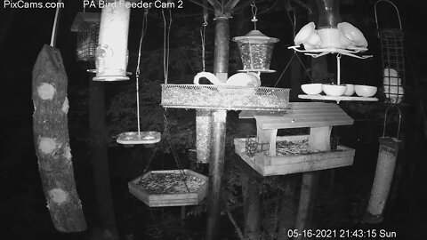 Flying squirrel in PA Feeder 2 glides off into trees