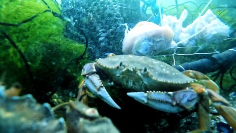 Underwater footage of a Crab with GoPro