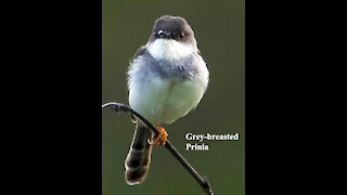Grey-breasted Prinia bird video