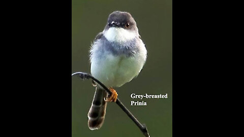 Grey-breasted Prinia bird video