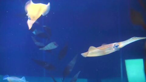 Cuttlefishes, Squids swimming under blue ocean with illuminate light around