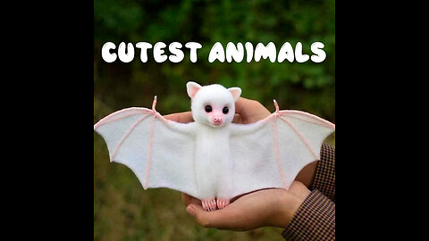 10 Cutest Animals in the World | Cute Animals Video Compilation