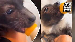 Baby hyena crying for milk is no laughing matter