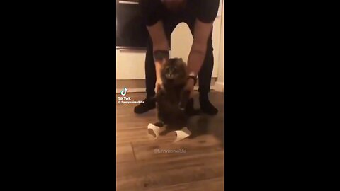 Funny Cat Videos