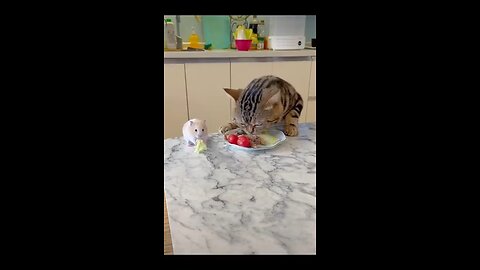 cat and rat eating veggies