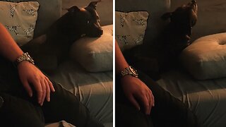 Pup does the cutest dance when she hears her favorite song