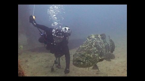 Goliath Grouper on the Ana Cecilia Wreck