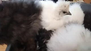 Silkie Chicks, Waiting for me to clean, some close up's, 37 & 38 days old .14/07/2020 ( Video 8 )