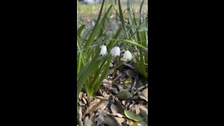 Lily of the Valley