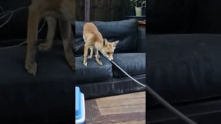 🦊Ajax our friendly urban fox is on the sofa and grabs an egg....