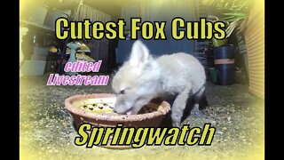 🦊Foxy Family Spring Watch - a vixen, her cute newborn fox cubs a mouse & a magpie on Amazon Ring