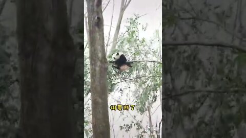 Cute Panda #panda #funny panda #Panda bear climbing tree